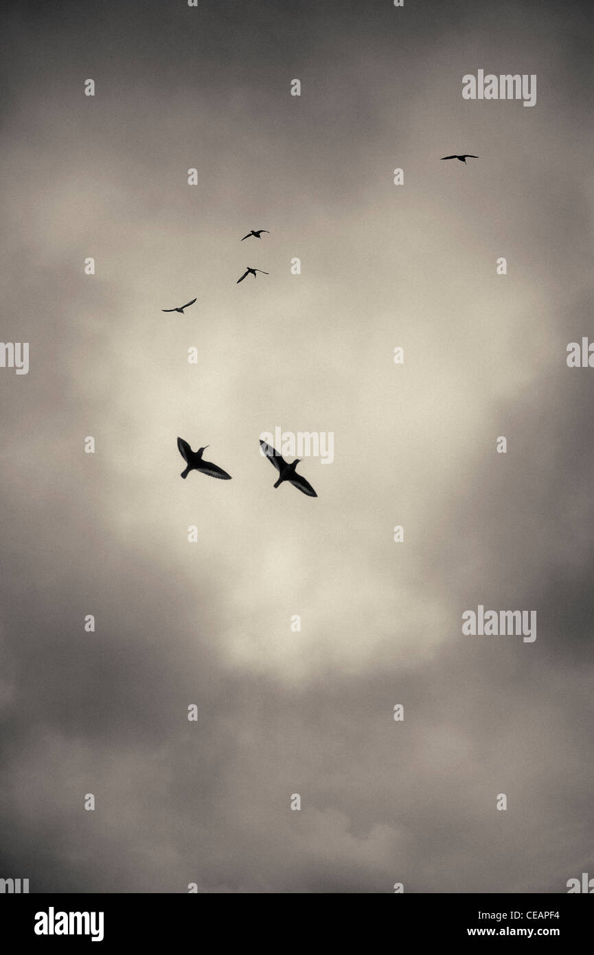 Les oiseaux et les nuages de tempête Banque D'Images