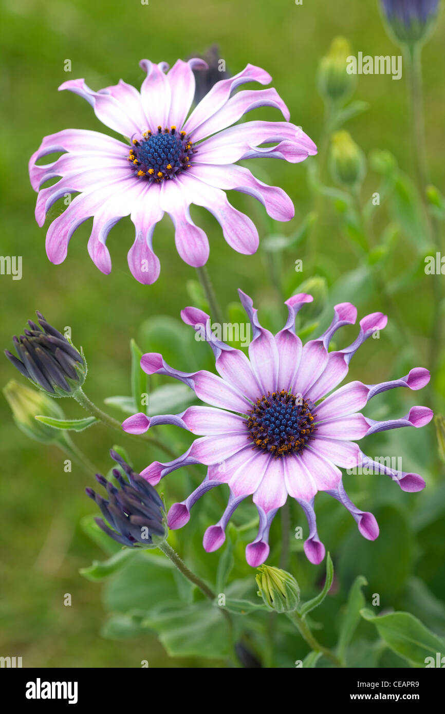 Des fleurs de jardin UK Sérénité Osteospermum Rose (P) ou de l'Afrique ou Daisy Cape Daisies Banque D'Images