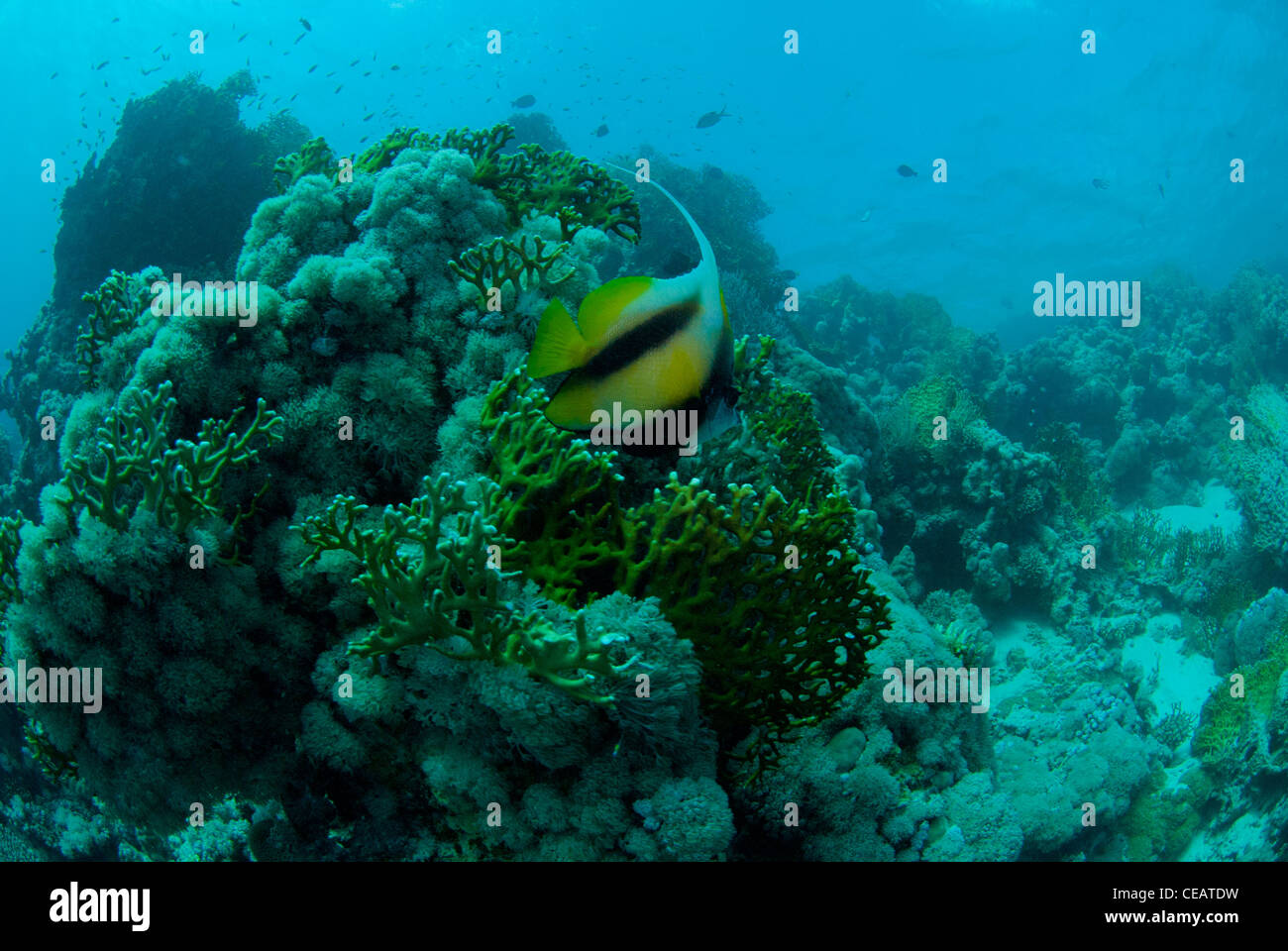 Poissons de récif Banque D'Images