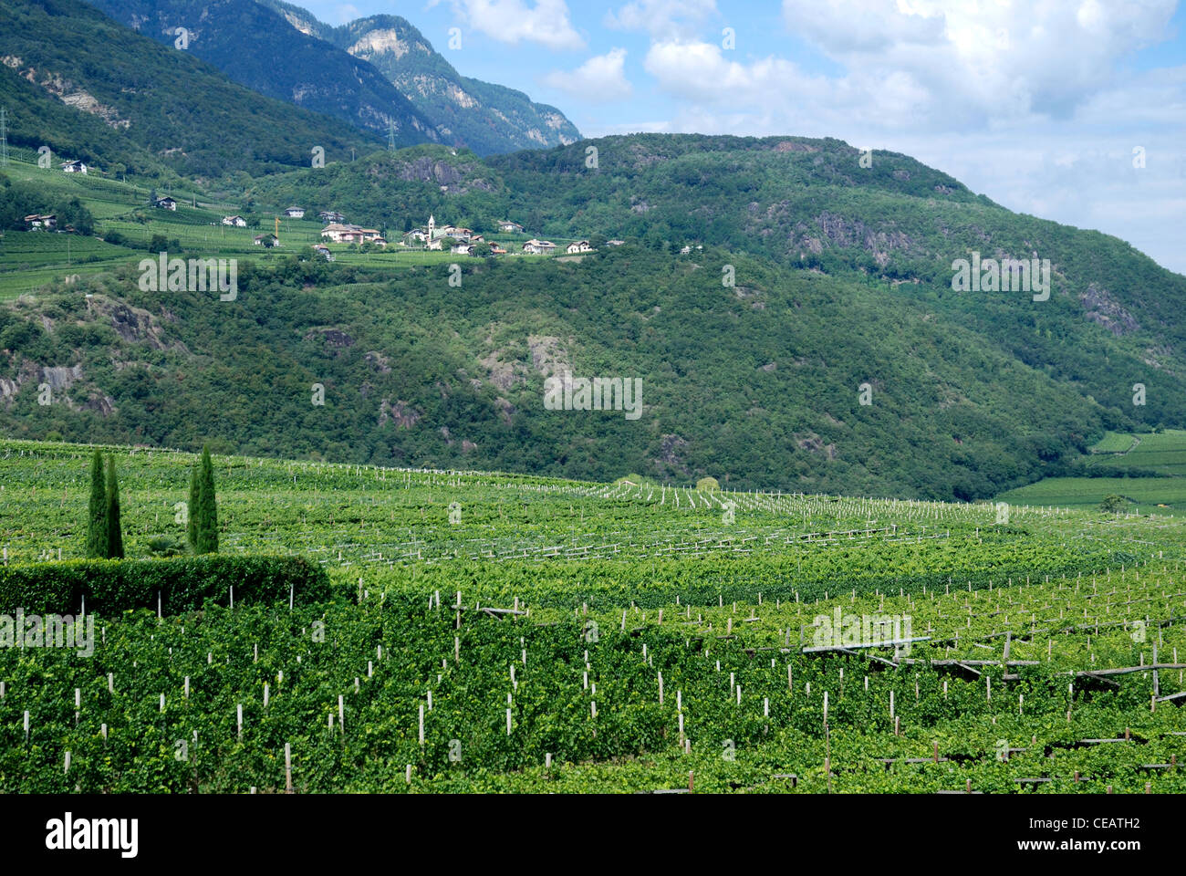 Vignoble à Termeno à la route des vins du Tyrol du Sud. Banque D'Images