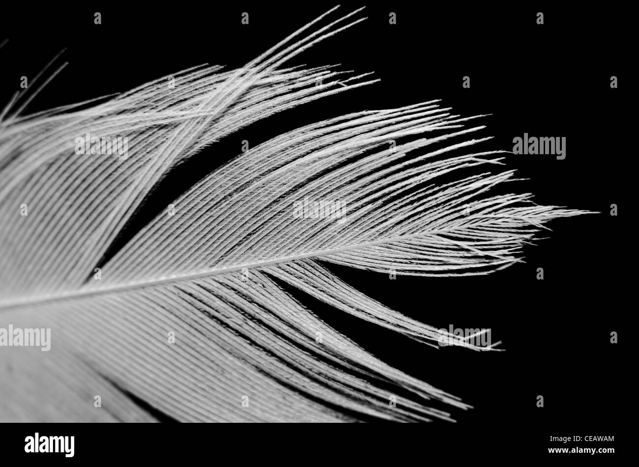 Plume. Macro d'une partie d'un plume d'oiseau sur un fond noir. Banque D'Images