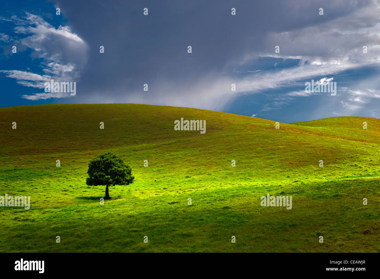 Lone Tree en pâturage. New York, la grande île. Banque D'Images