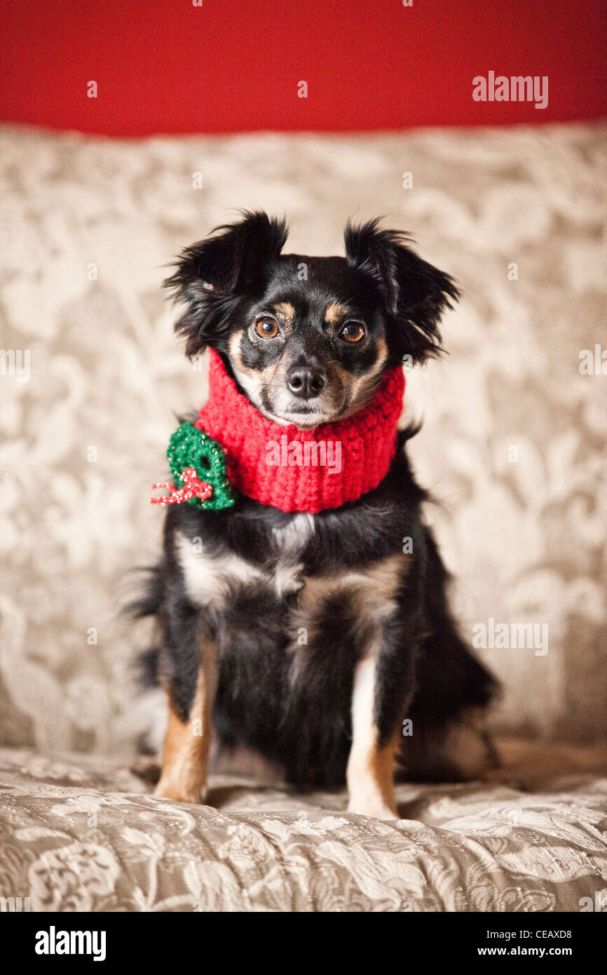 Portrait of dog wearing scarf Banque D'Images