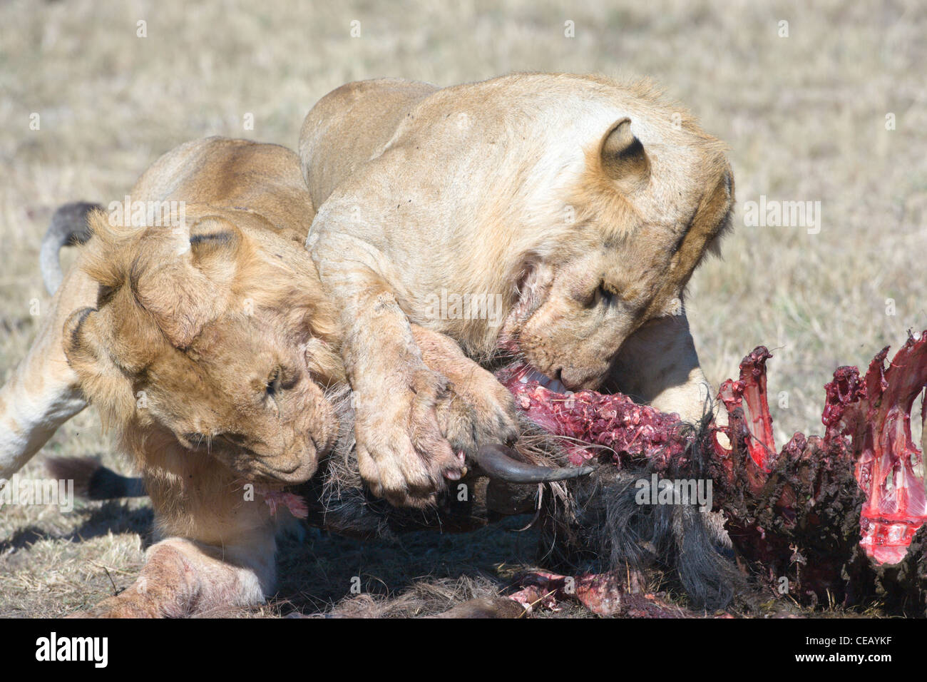 Deux Lions africains masculins, Panthera leo, les combats sur une carcasse de gnou. Le Masai Mara, Kenya. Banque D'Images