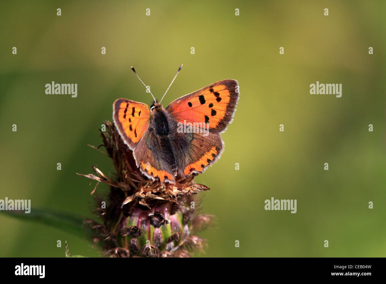 Petit paon de cuivre ( phaeas papillon ) Banque D'Images