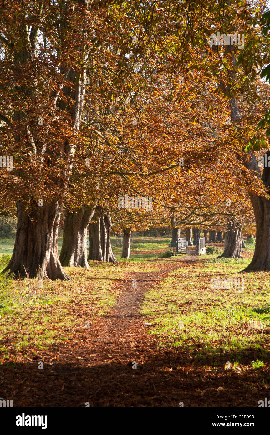 Moor Station arbres Conker dans leurs couleurs d'automne, Hemel Hempstead, Hertfordshire, England, UK. Banque D'Images