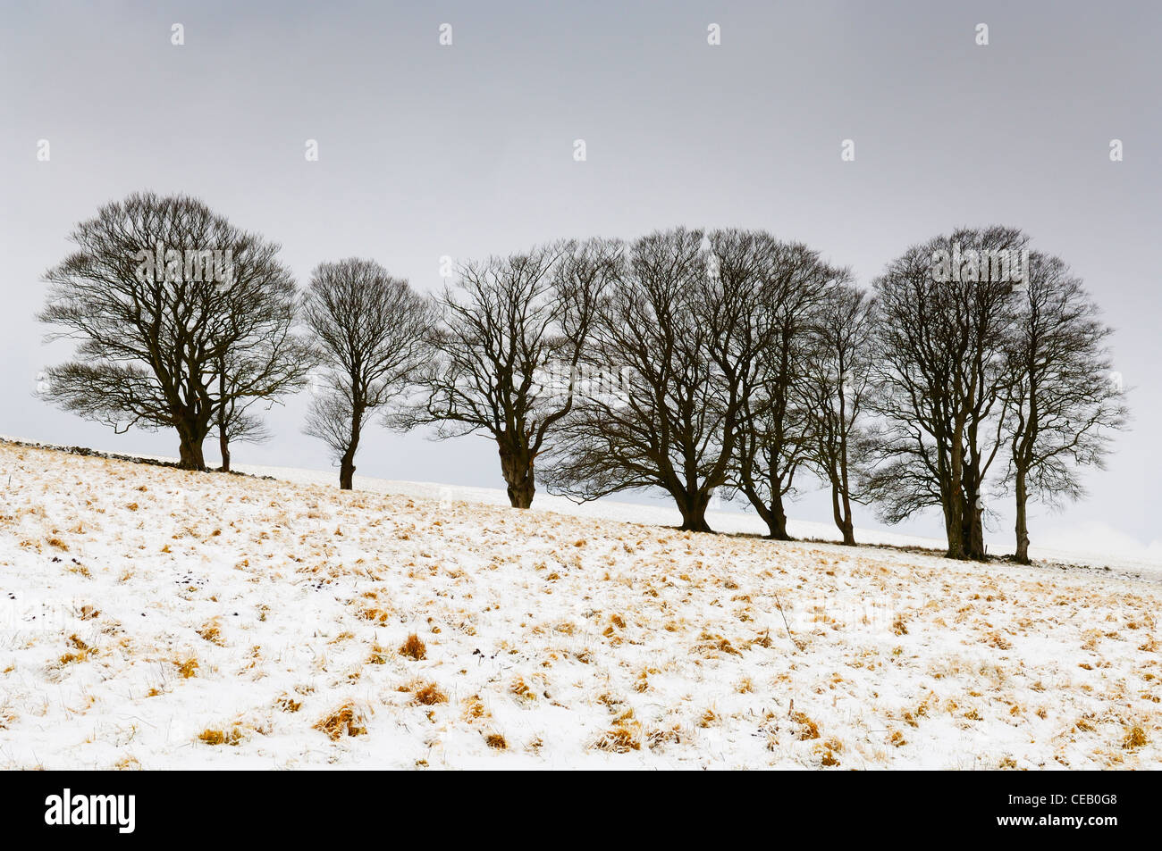 Les hêtres debout dans un champ sur la colline du nord dans la neige près de Priddy sur les collines de Mendip, Somerset sous un ciel couvert le matin d'hiver. Banque D'Images