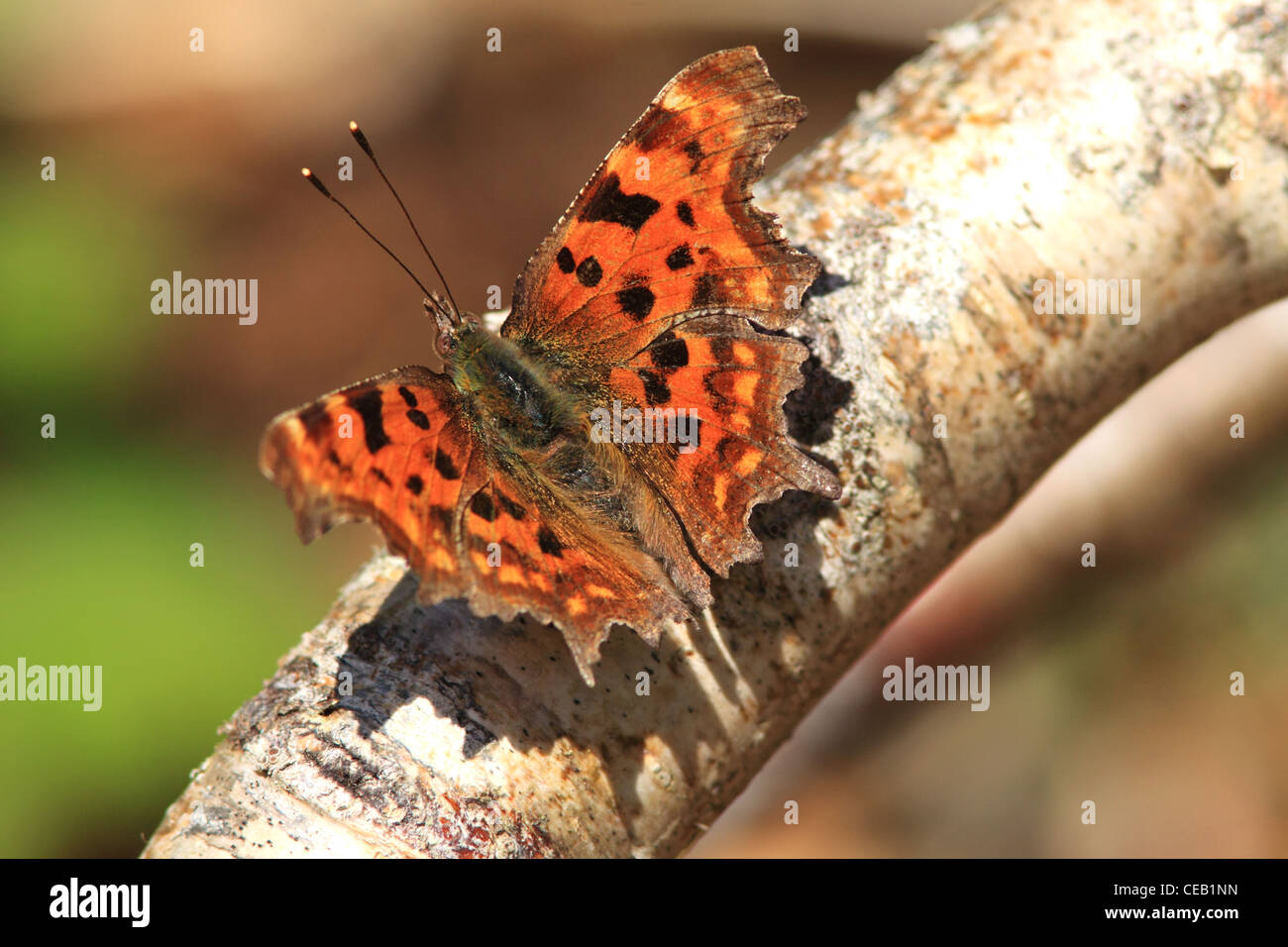 Virgule ( Polygonia c-album ) butterfly Banque D'Images