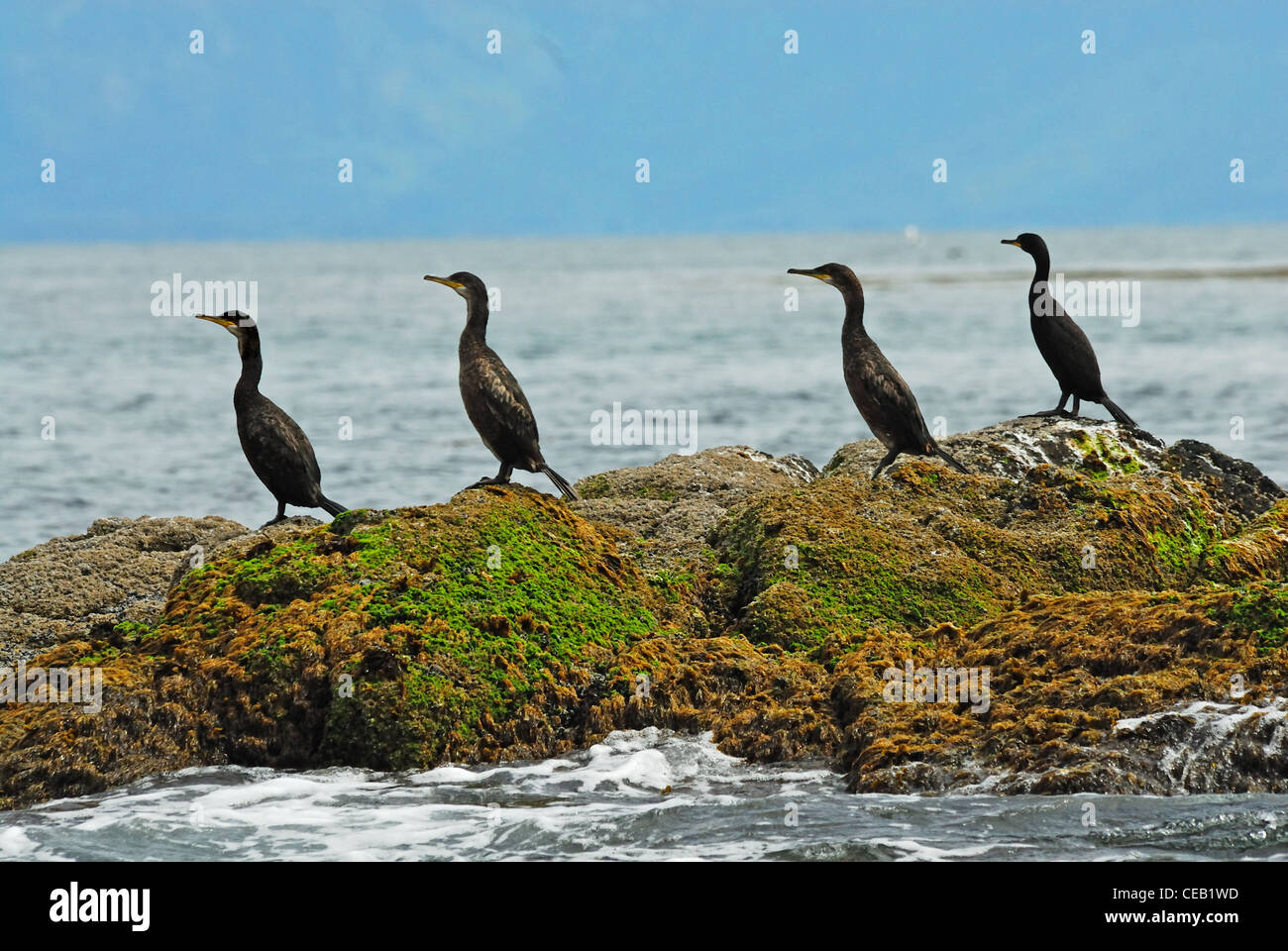 Baise ( Phalacroorax aristotelis ) sur les roches par la mer Banque D'Images