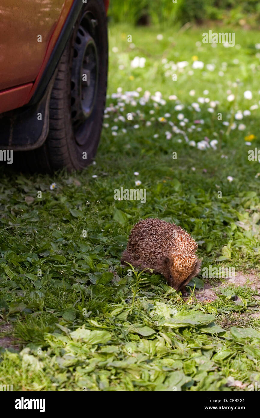 Hedgehog dans jardin Banque D'Images