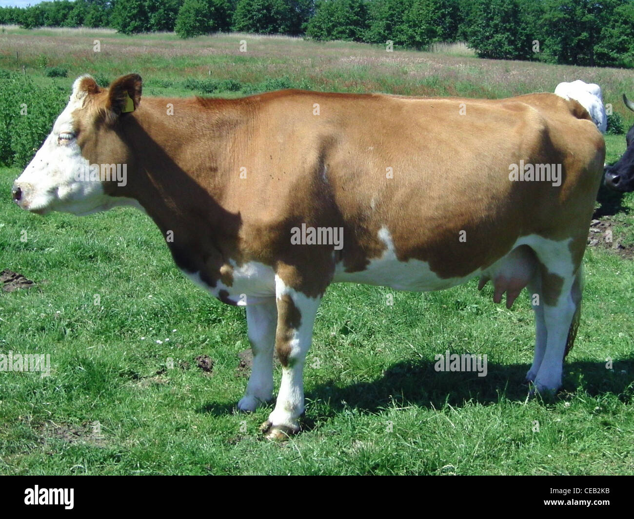 La plupart d'une vache brune avec quelques taches blanches. Vu en Basse-Saxe. Banque D'Images