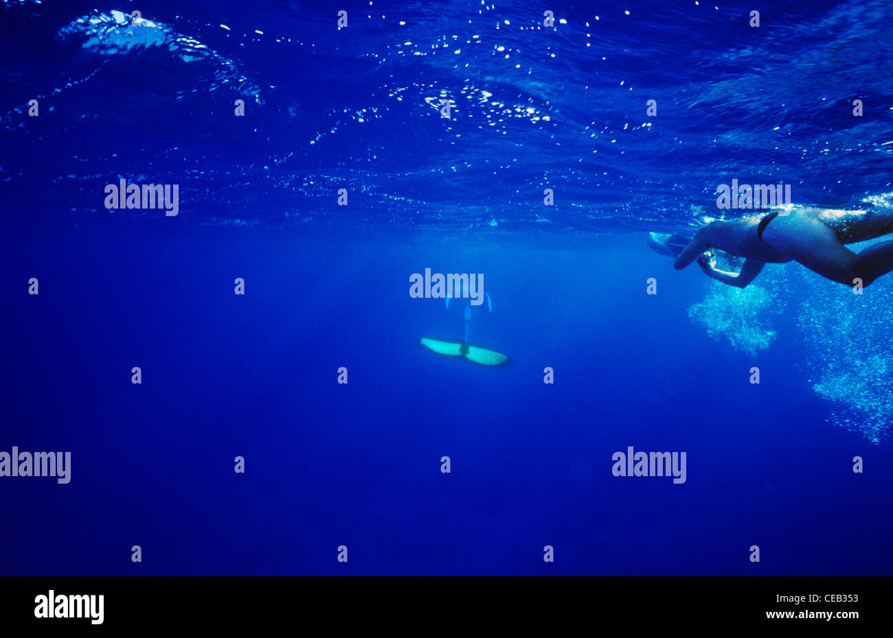 Baleine à bosse en arrière, il est poursuivi par les plongeurs, dans les eaux bleues claires aux Iles Turques et Caïques. Banque D'Images