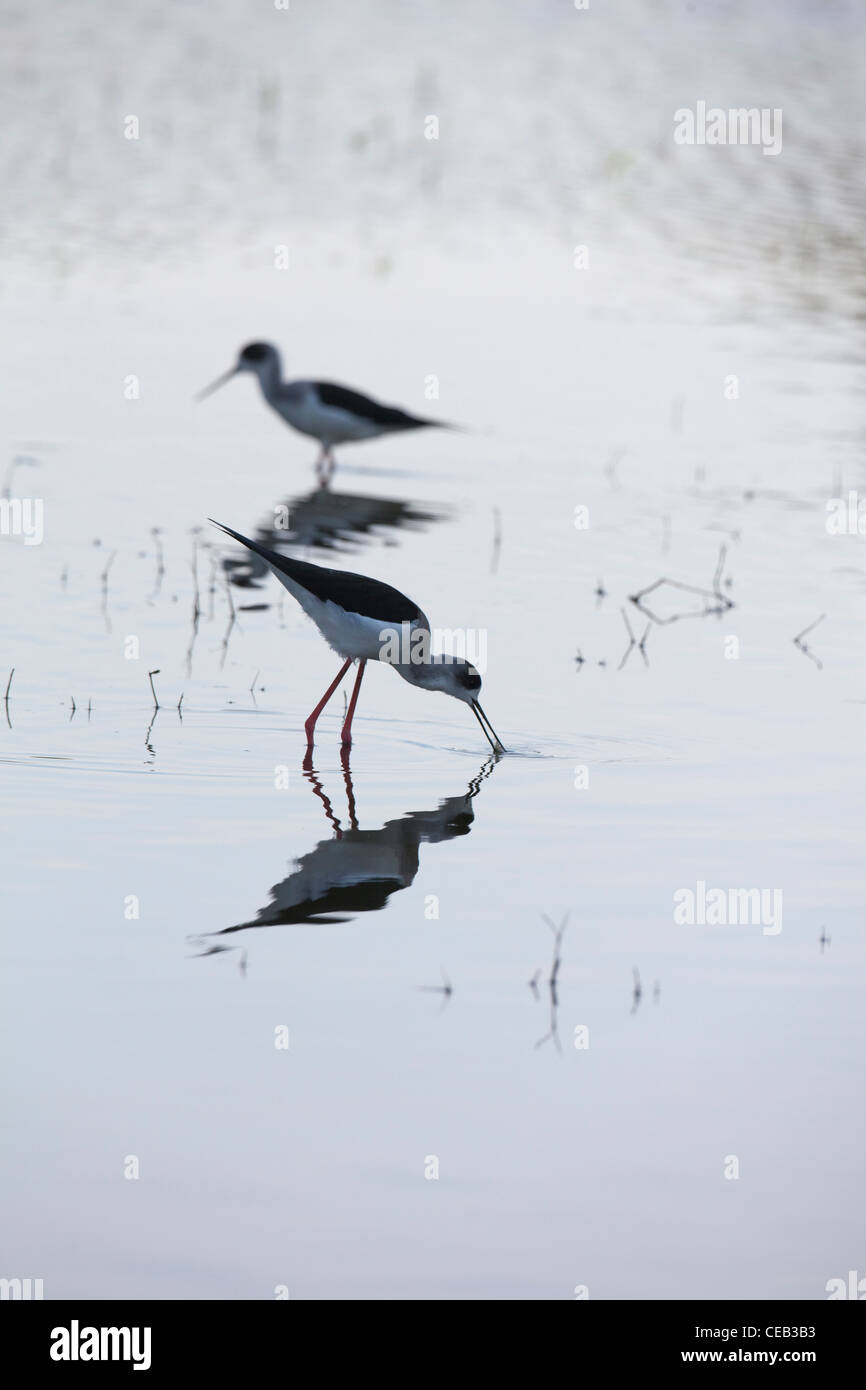 Black-winged pilotis (Himantopus himantopus). Se nourrir dans les eaux peu profondes du lac Ziway, Éthiopie. Banque D'Images