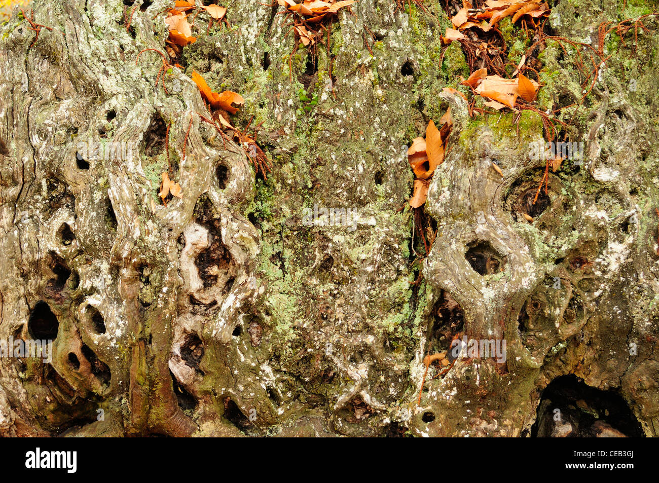 Tronc d'arbre châtaignier (Castanea sativa) Banque D'Images