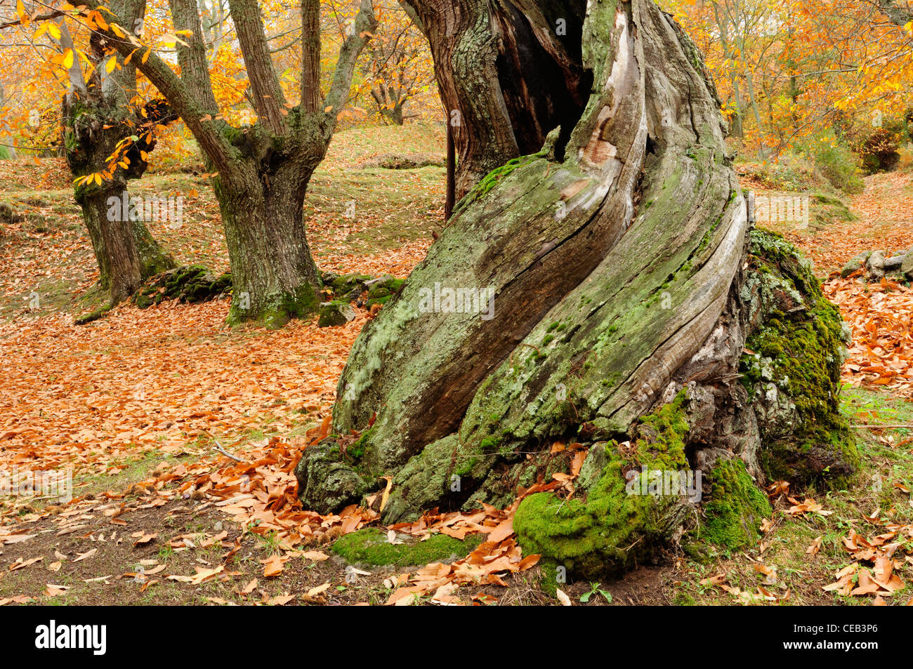 Tronc d'arbre châtaignier (Castanea sativa) Banque D'Images