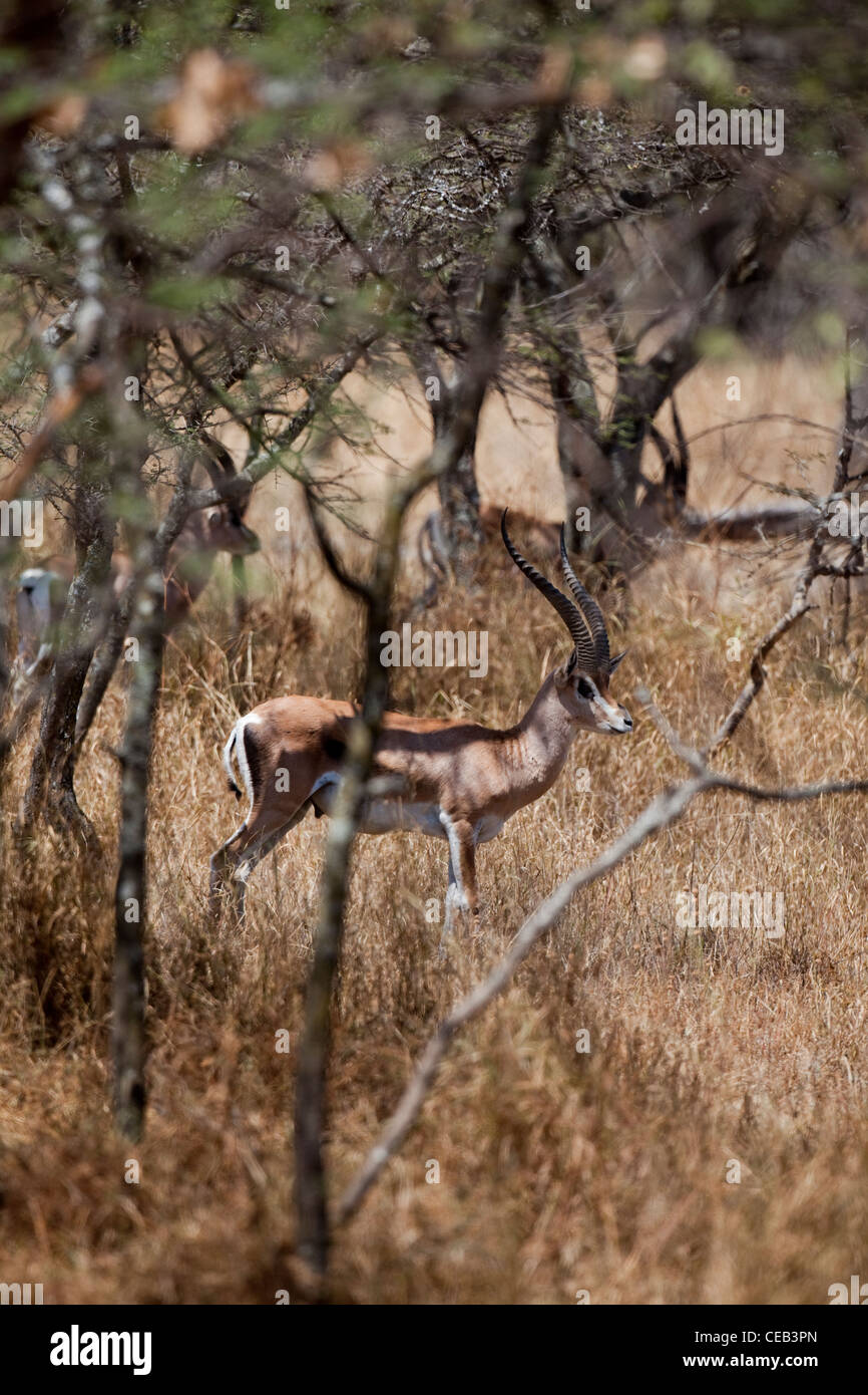 La gazelle de Grant (Gazelle gazelle acuum). Race éthiopienne de cette espèce très répandue en Afrique de l'Est. Banque D'Images