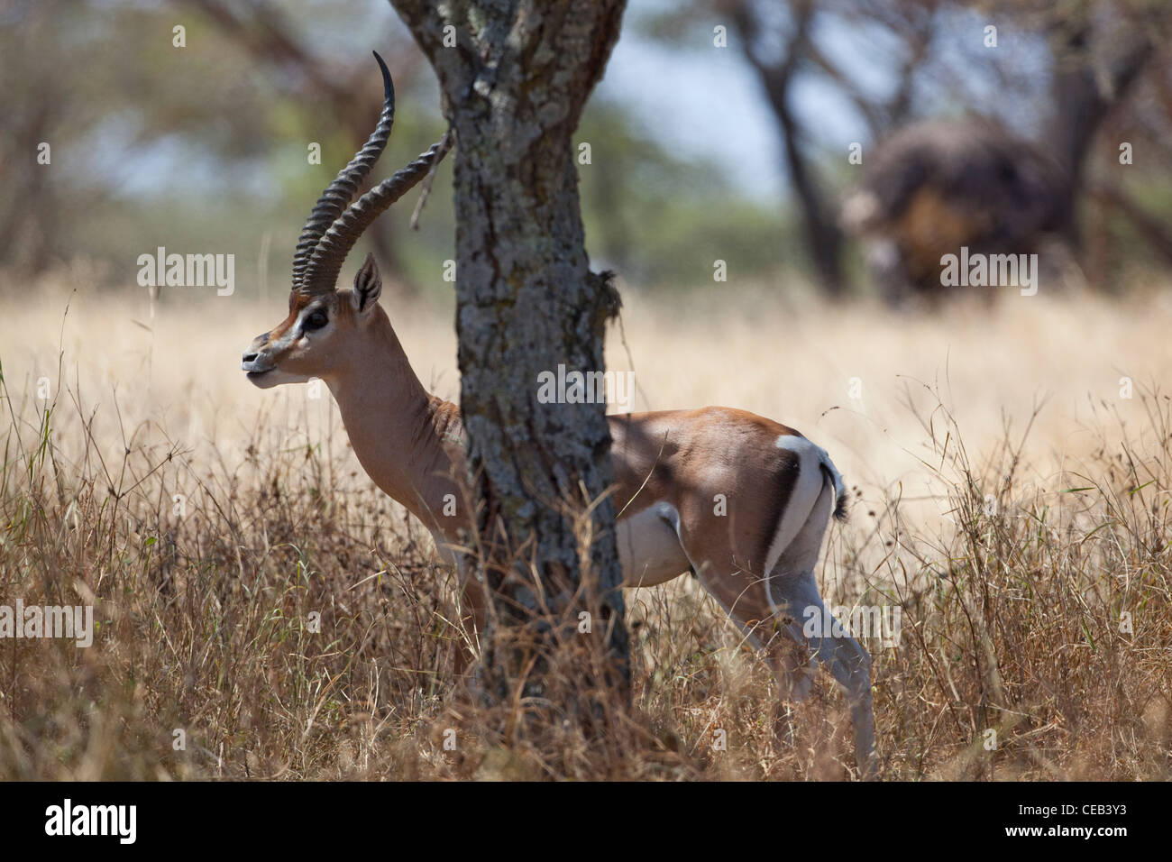 La gazelle de Grant (Gazelle gazelle acuum). Race éthiopienne de cette espèce très répandue en Afrique de l'Est. Banque D'Images