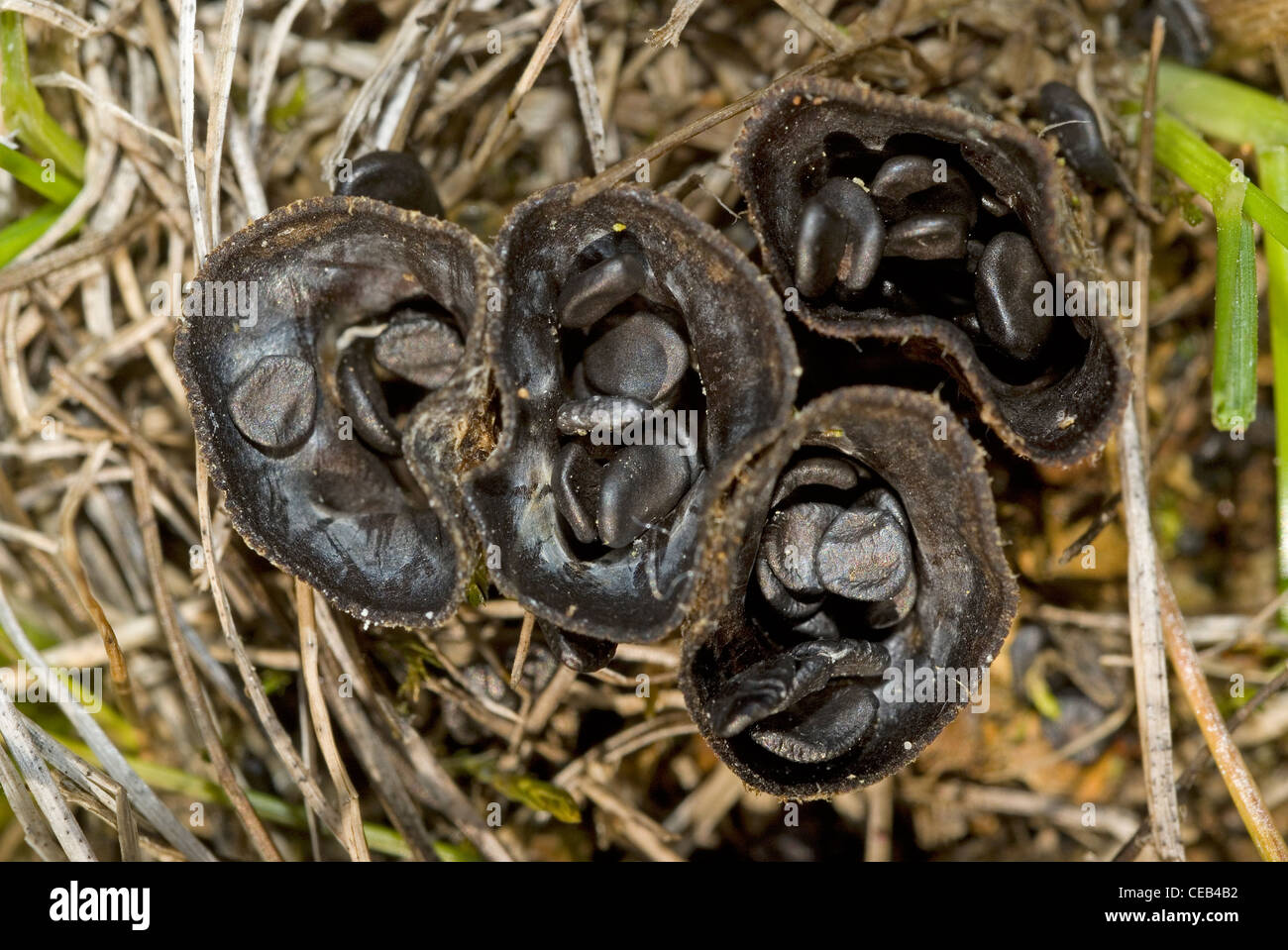 Nid d'oiseau champignon Banque D'Images
