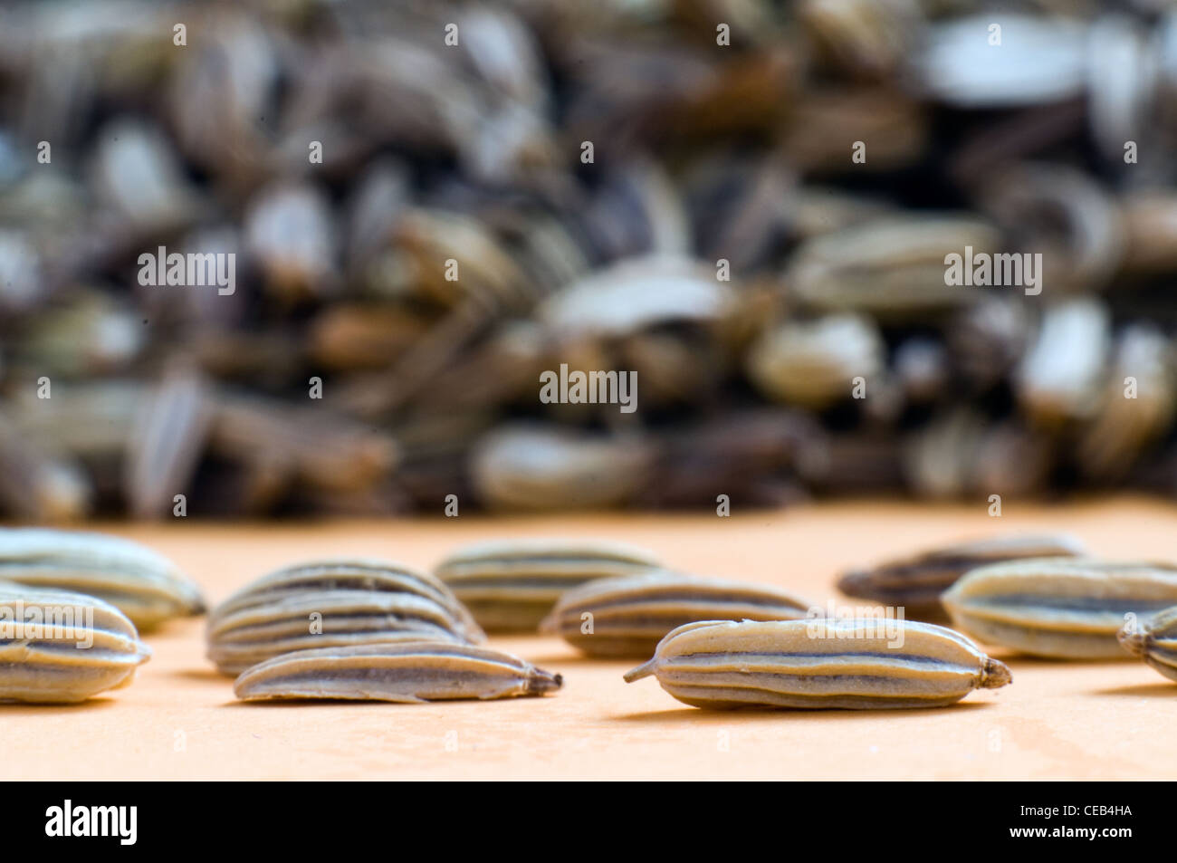 Graines d’anis. Banque D'Images