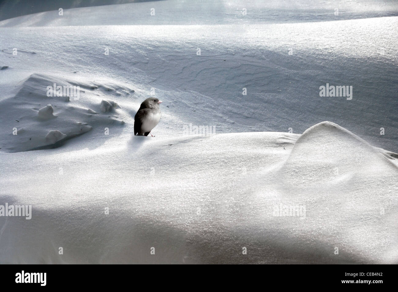 Petit oiseau assis dans la neige Banque D'Images