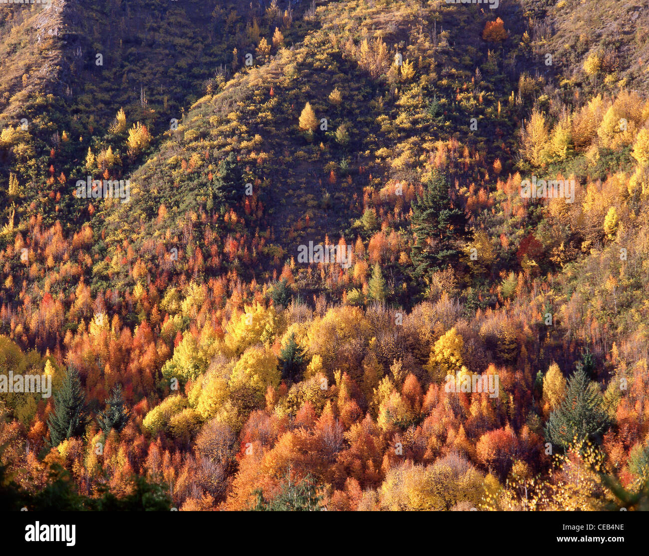Hillside en couleurs de l'automne, Arrowtown, Région de l'Otago, île du Sud, Nouvelle-Zélande Banque D'Images