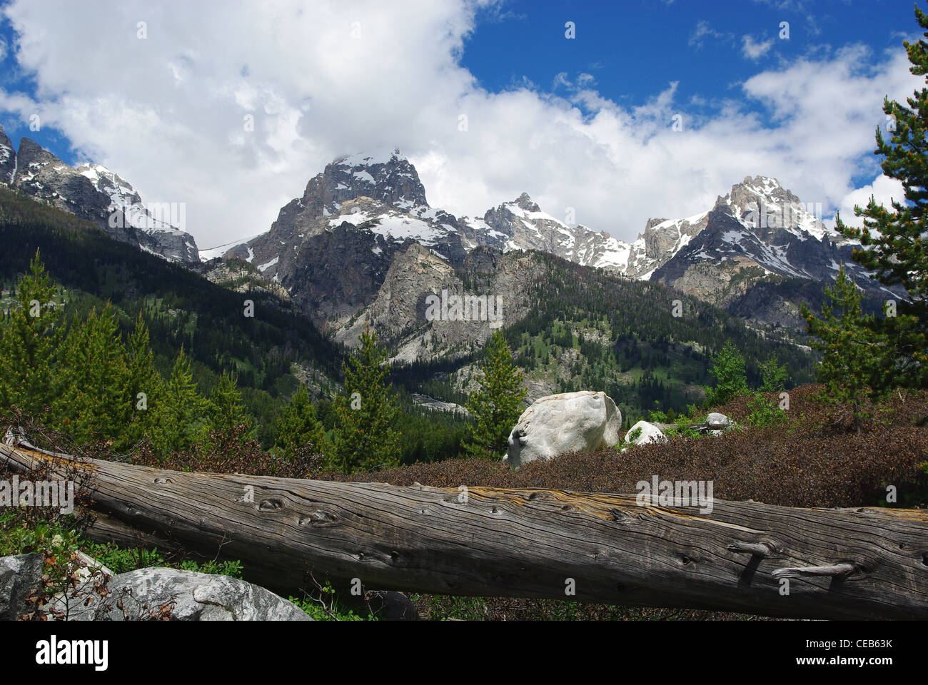 Journal sec, rochers, forêts et montagnes du Grand Teton, Wyoming géants Banque D'Images