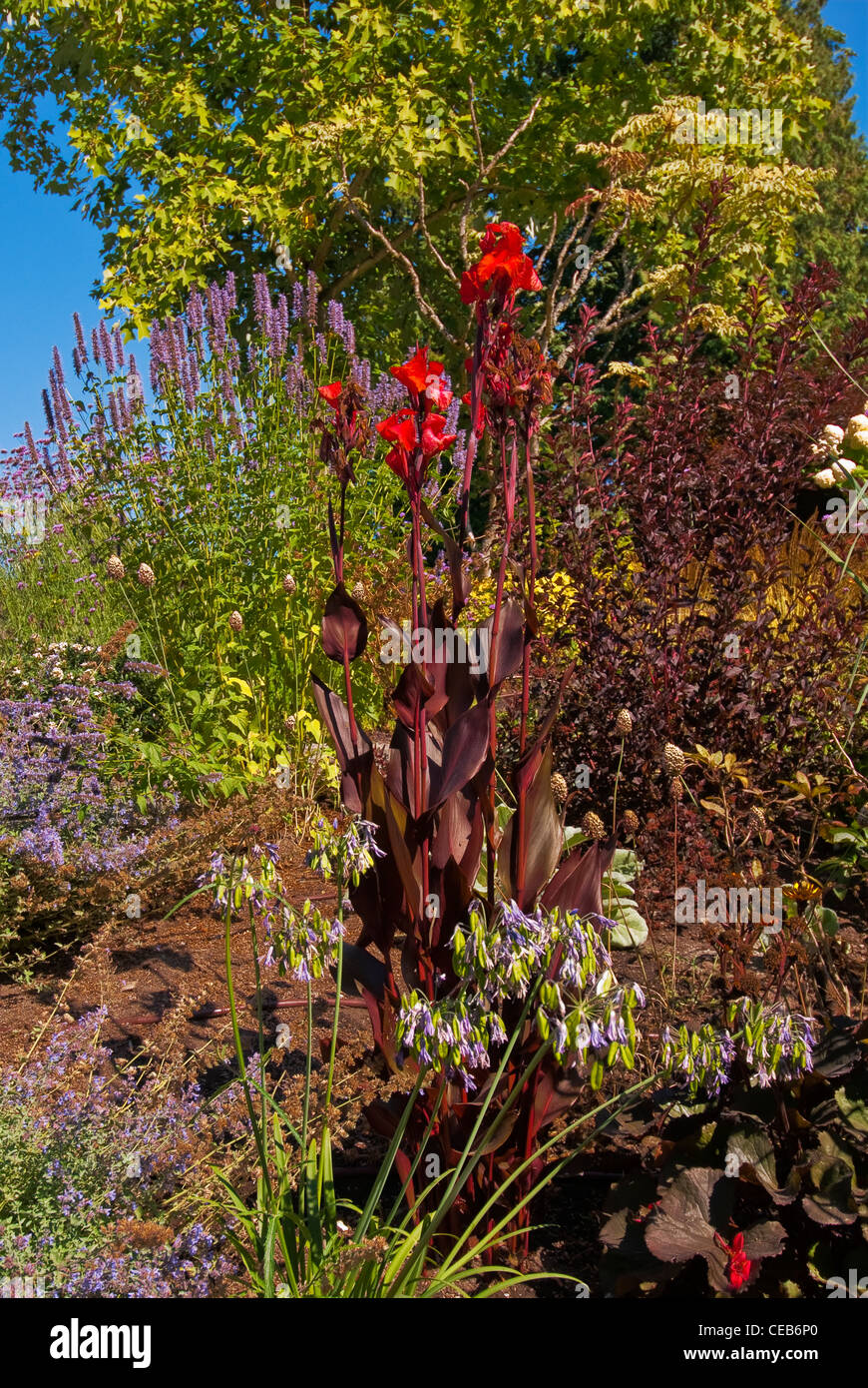 Jardin botanique de Bellevue BELLEVUE Washington USA Banque D'Images