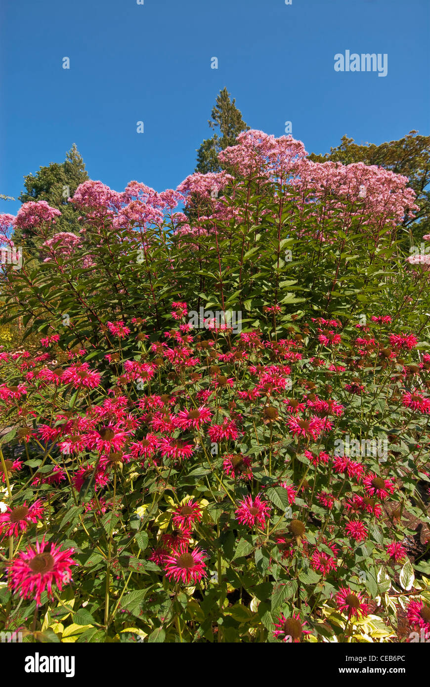 Jardin botanique de Bellevue BELLEVUE Washington USA Banque D'Images