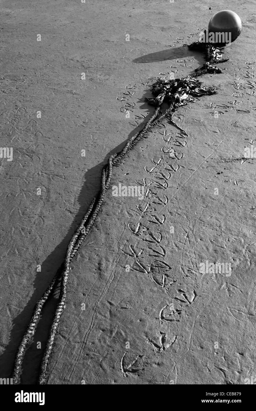 Un oiseau a laissé des traces de pas dans le sable humide à côté d'une corde et la bouée. Banque D'Images