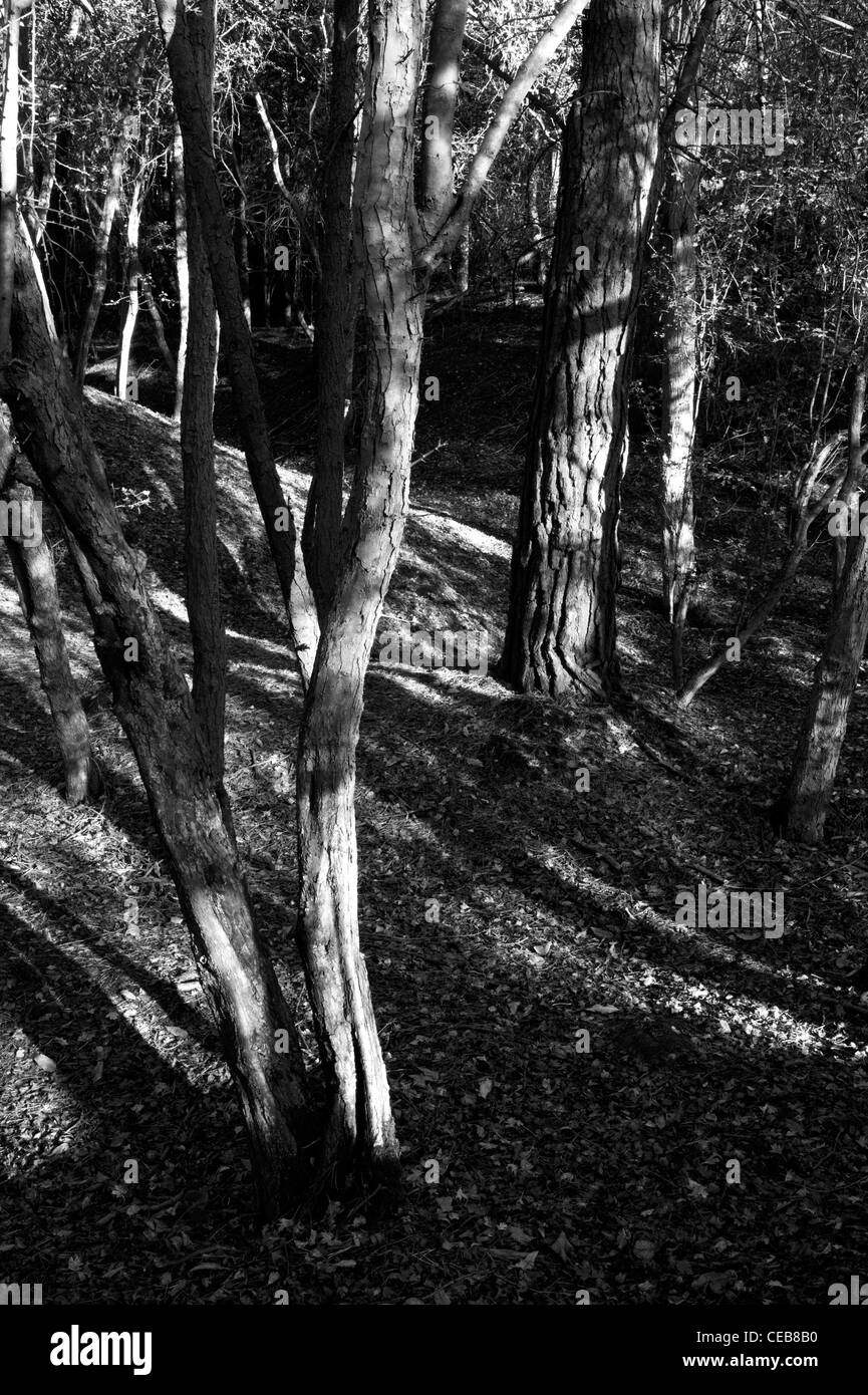 Le soleil brille à travers les arbres la création d'ombre et de motifs sur les troncs d'arbres et de masse ci-dessous. Banque D'Images