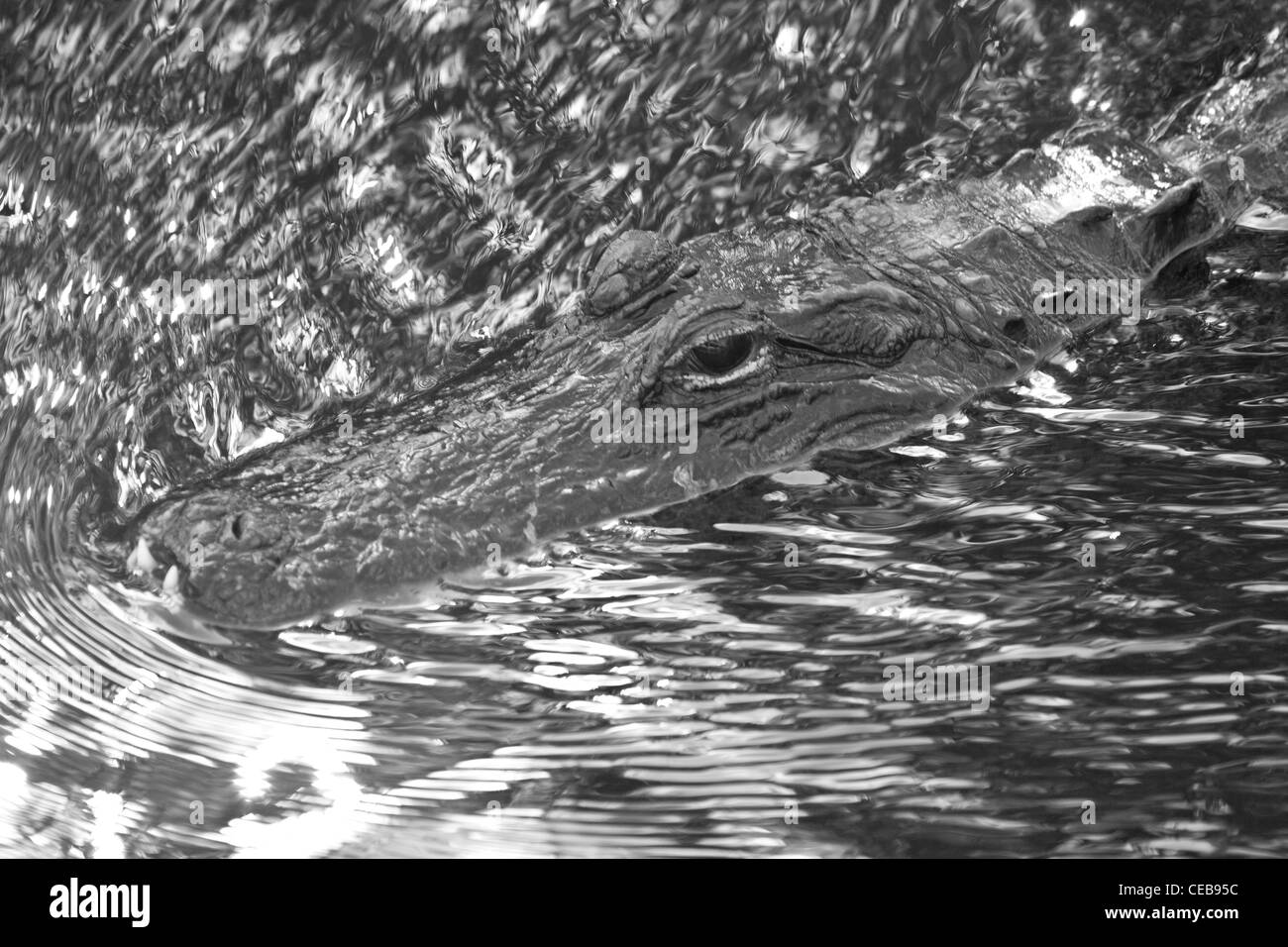 Tête de coupe dans l'eau alligator submergé Banque D'Images
