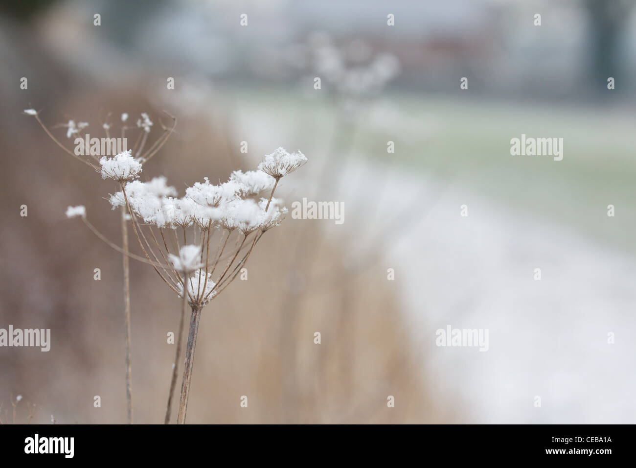 Flocons de neige sur les plantes séchées Banque D'Images