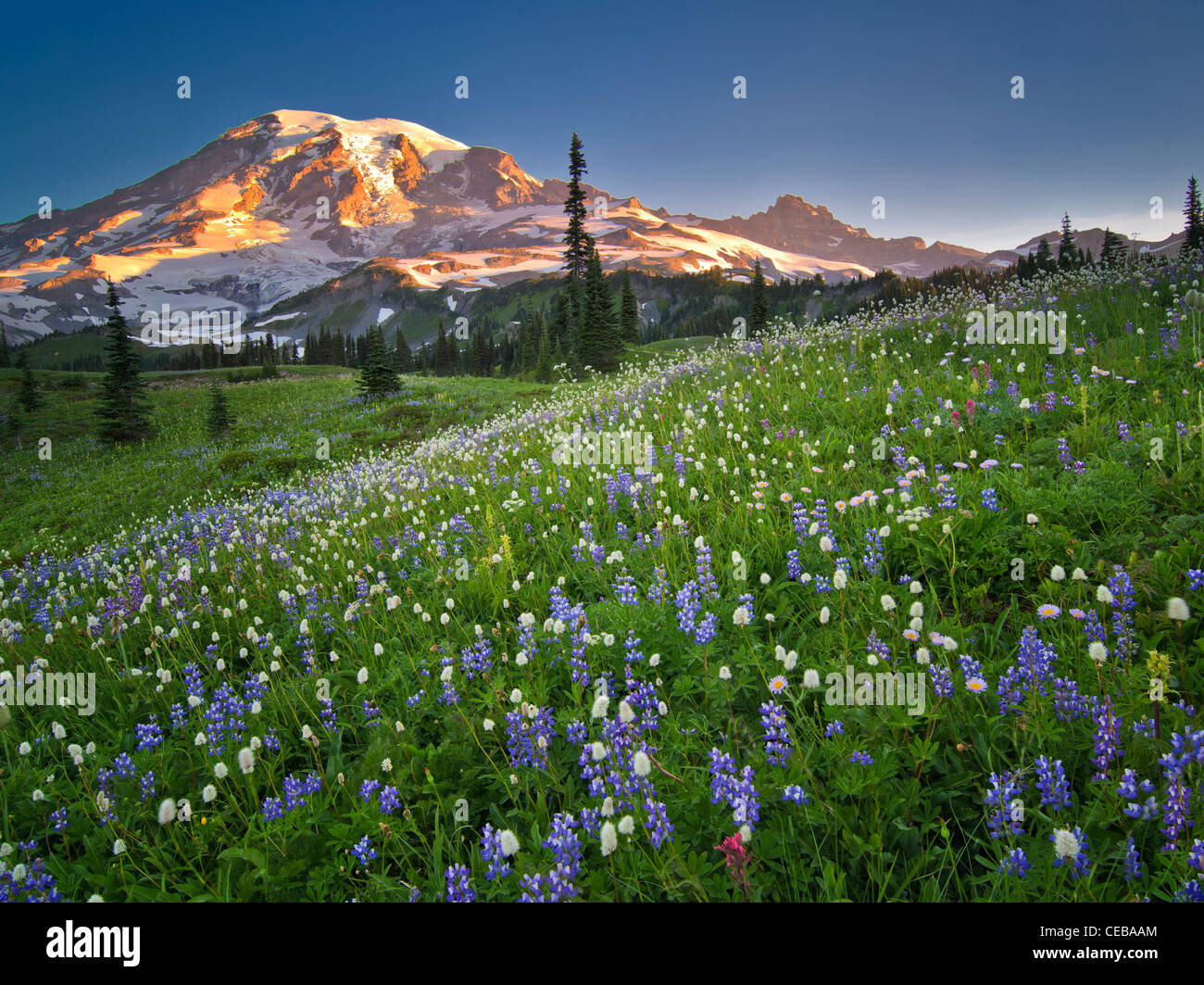 Fleurs sauvages et de Mt. Rainie. Mt. Rainier National Park, Washington Banque D'Images