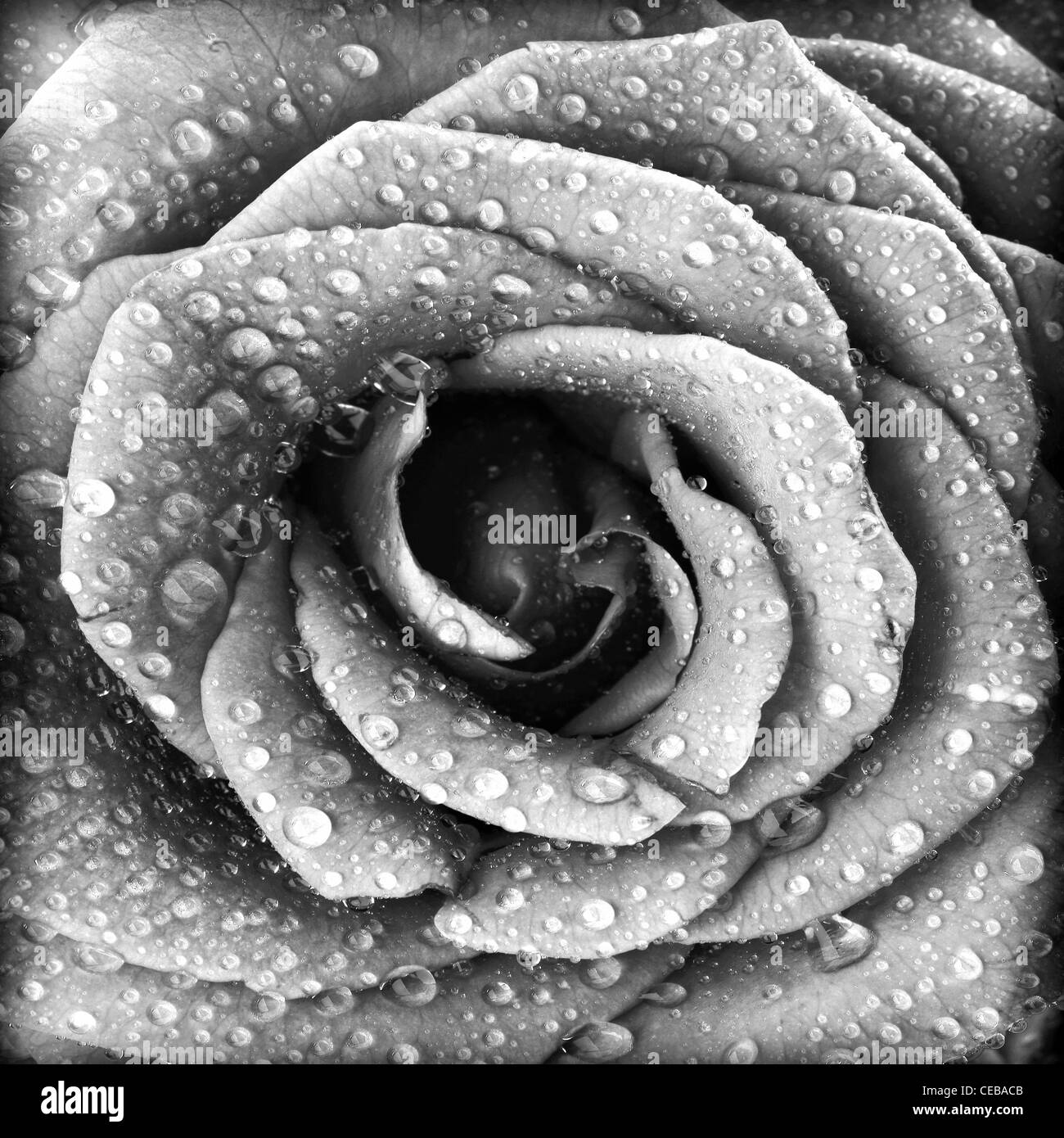 Rose Noir et blanc, fond grunge abstract floral motif naturel, des fleurs avec l'eau, beaux pétales humides Banque D'Images