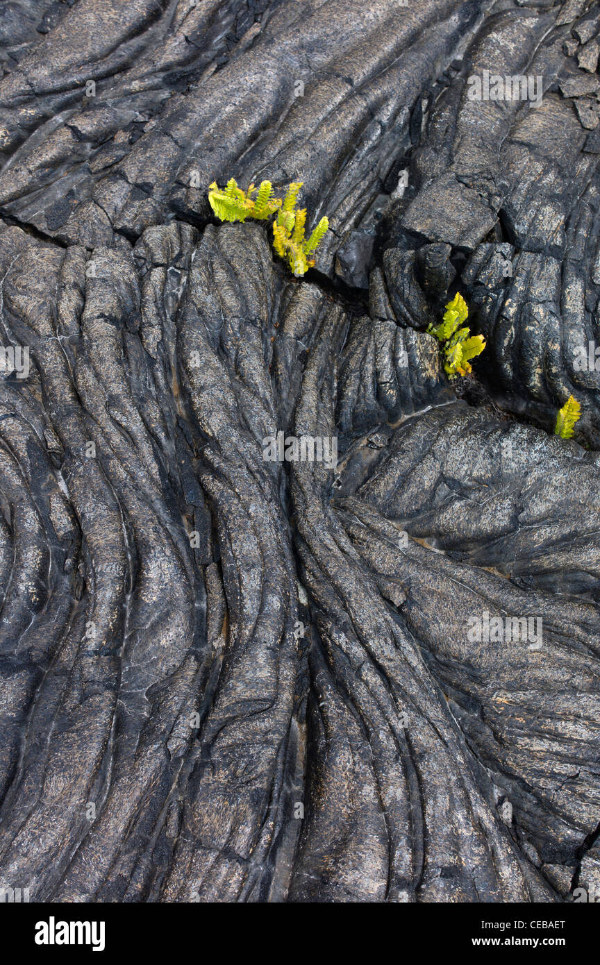 Pahoehoe lava et fougères Hawaii Volcanoes National Park, la grande île. Banque D'Images