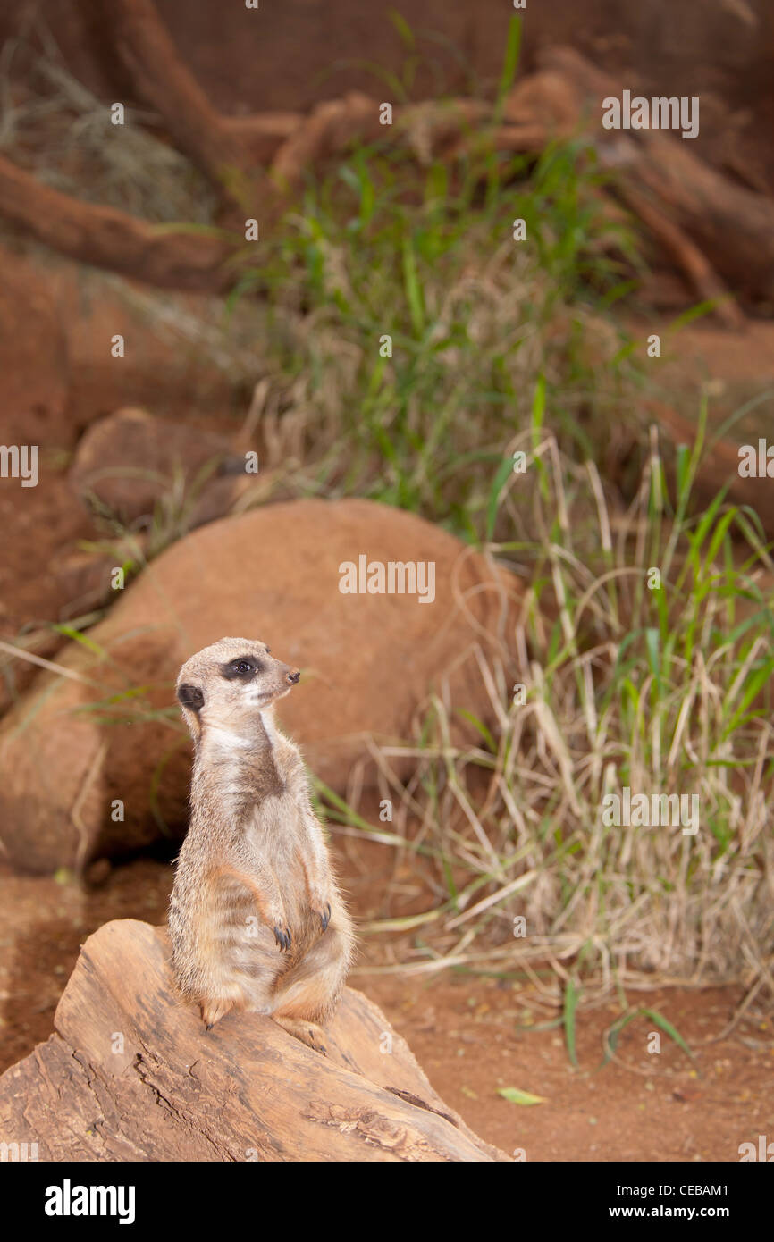 Meerkat, Suricata suricatta Banque D'Images