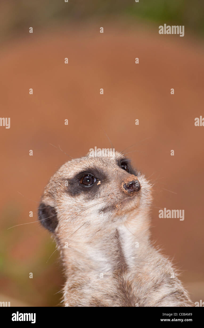 Meerkat, Suricata suricatta Banque D'Images