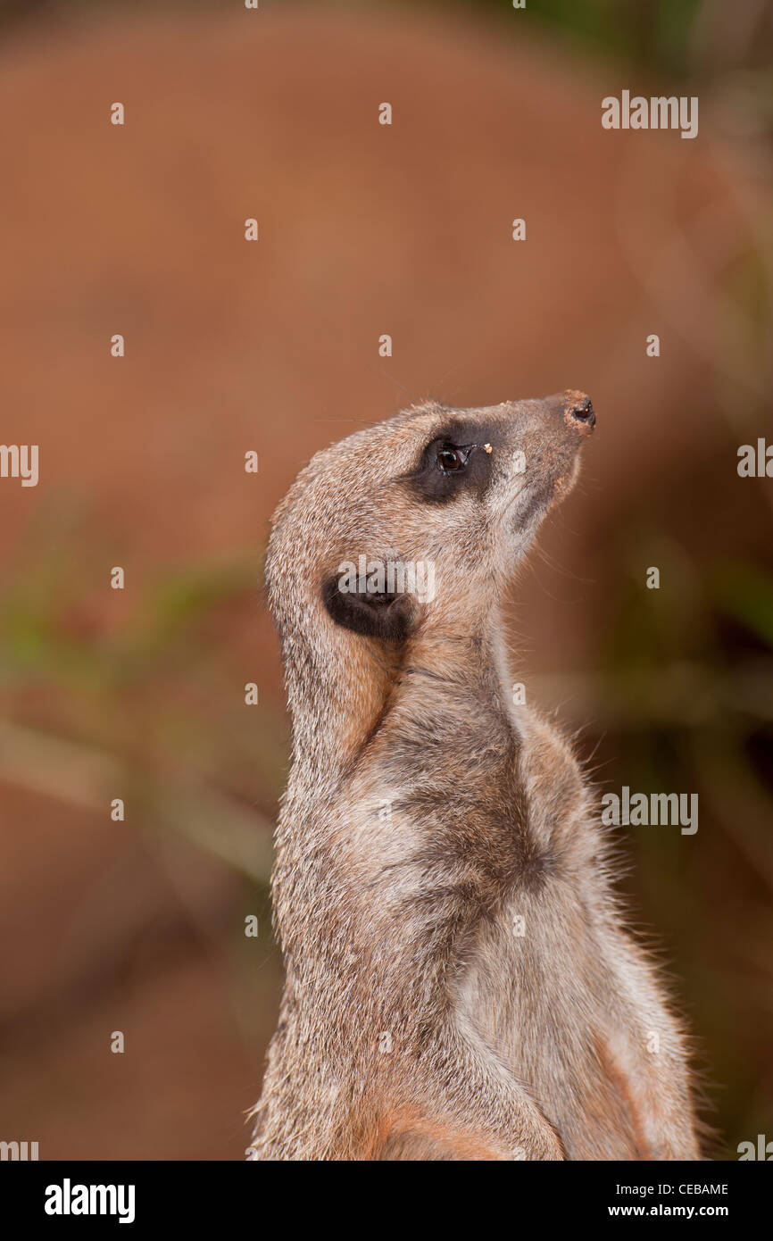 Meerkat, Suricata suricatta Banque D'Images
