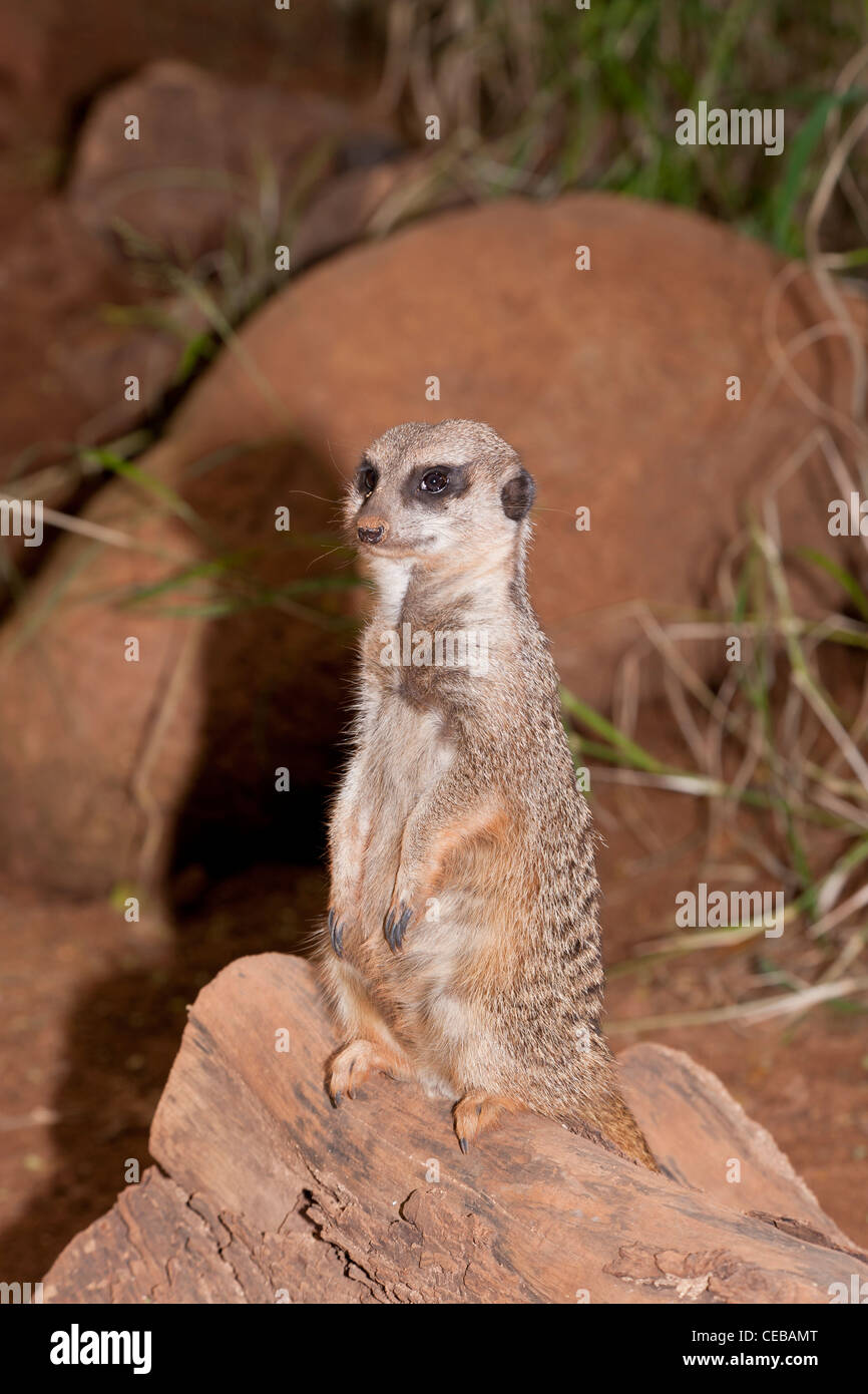 Meerkat, Suricata suricatta Banque D'Images