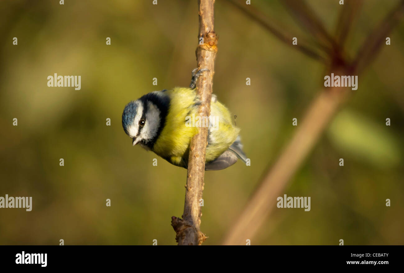 Mésange bleue Banque D'Images