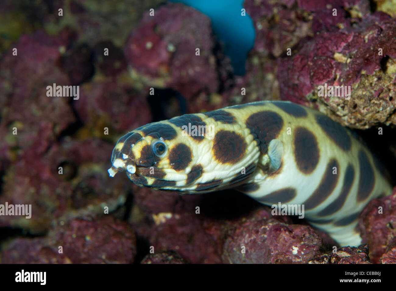 L'anguille serpent magnifique, Myrichthys magnificus Banque D'Images