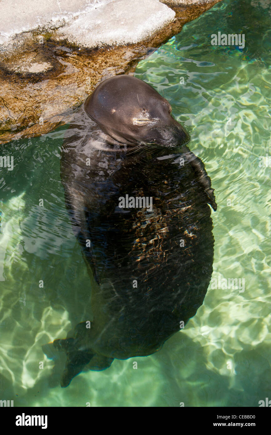 Le phoque moine hawaiien, Monachus schauinslandi, une espèce en voie de disparition Banque D'Images