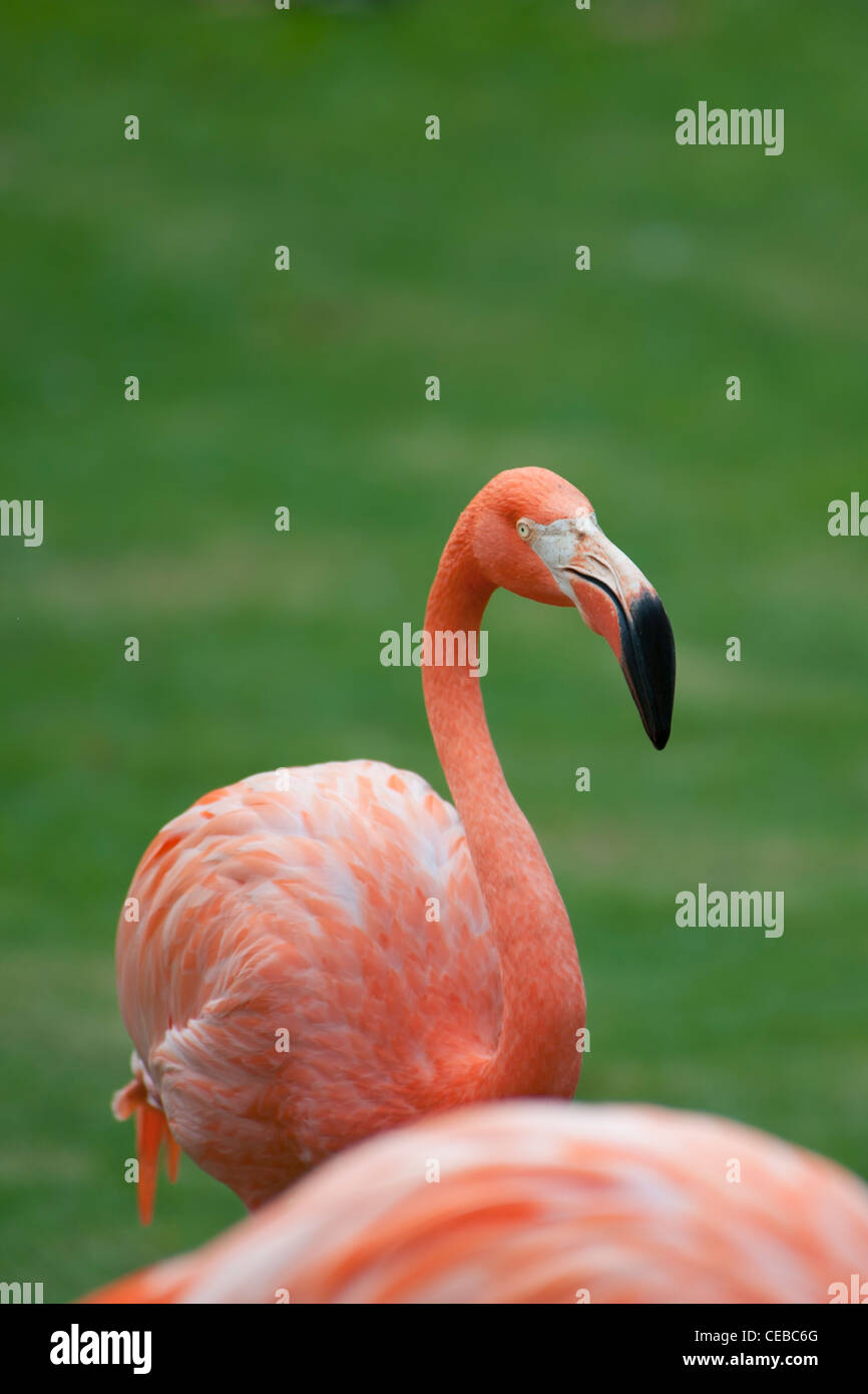 Flamant rose, Phoenicopterus sp. Banque D'Images