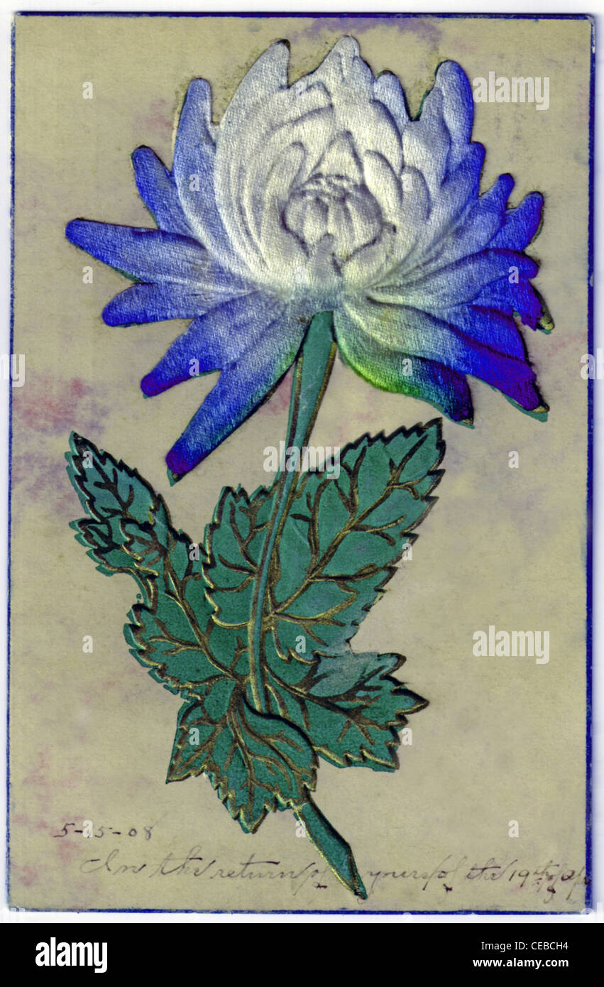 Carte postale Vintage illustration d'une fleur de chrysanthème bleu gaufré, vers 1908. Banque D'Images