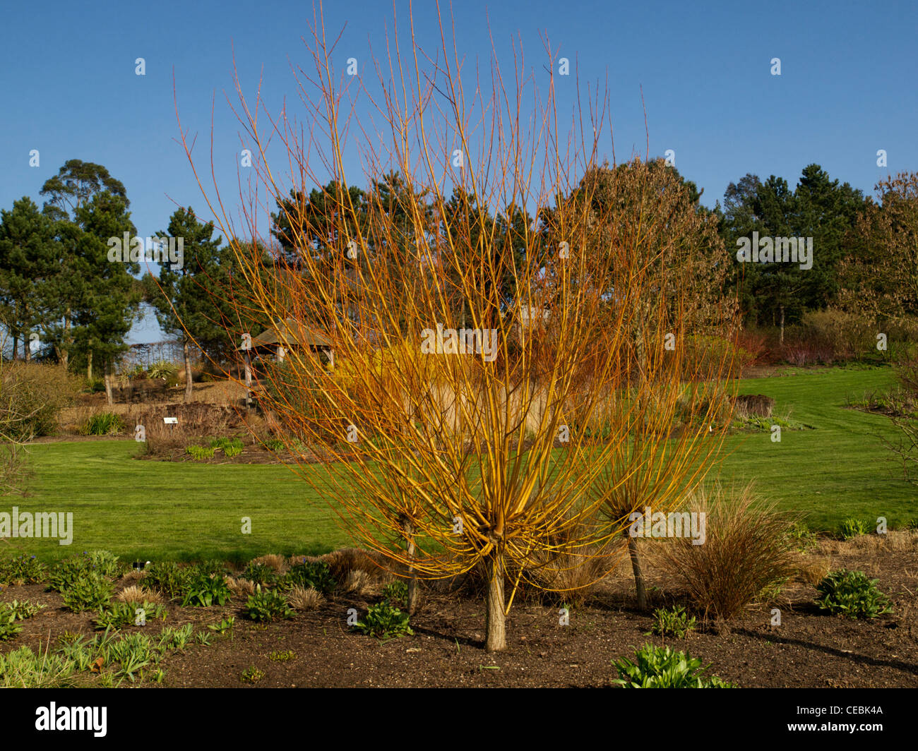 La nouvelle croissance au printemps d'un saule étêtés - Salix alba var. vitellina à RHS Hyde Hall Banque D'Images