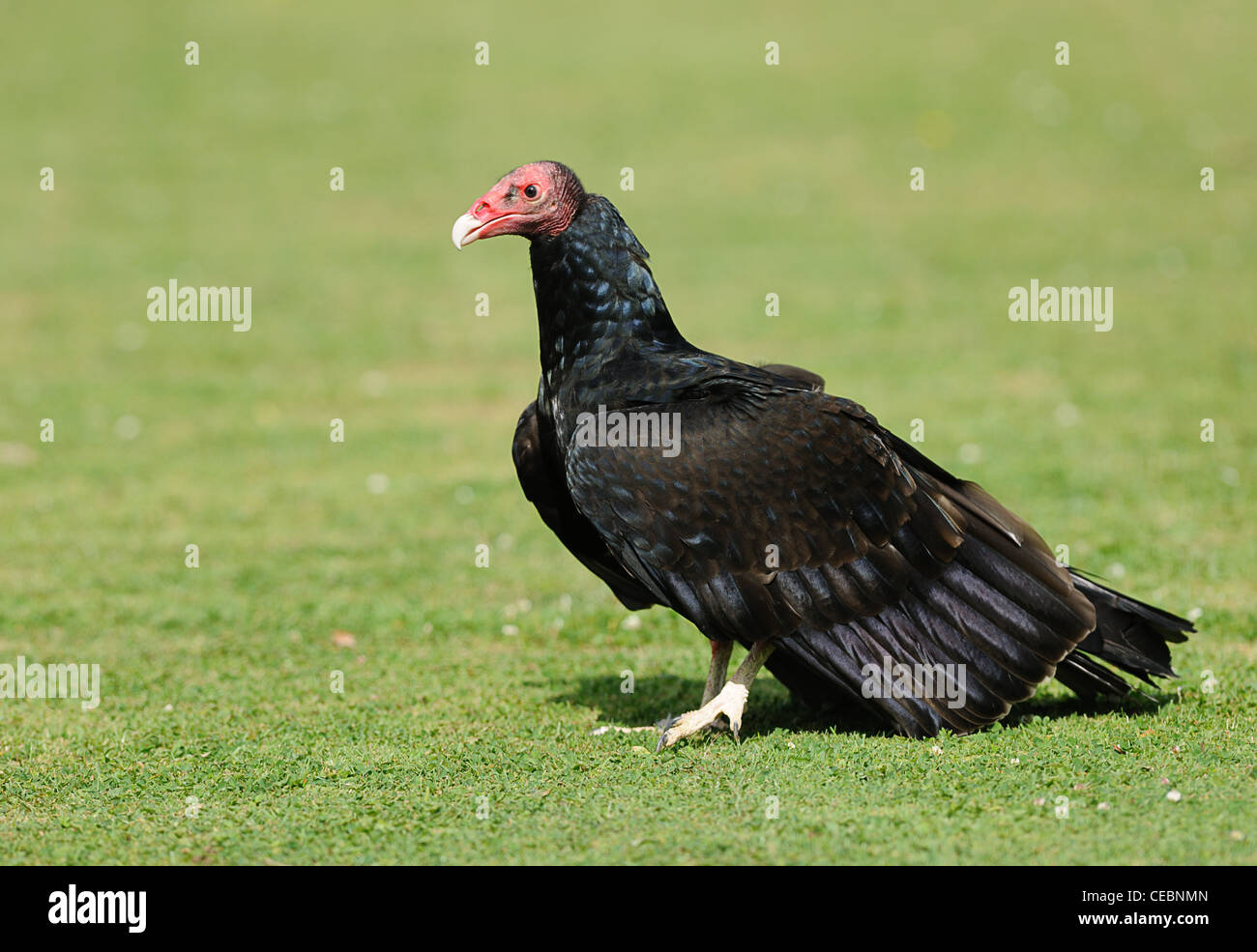 Urubu Banque D'Images