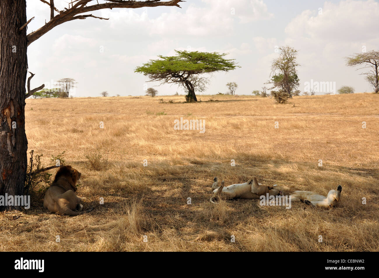 Lion mâle et femelle à l'ombre d'un arbre sur la savane Banque D'Images