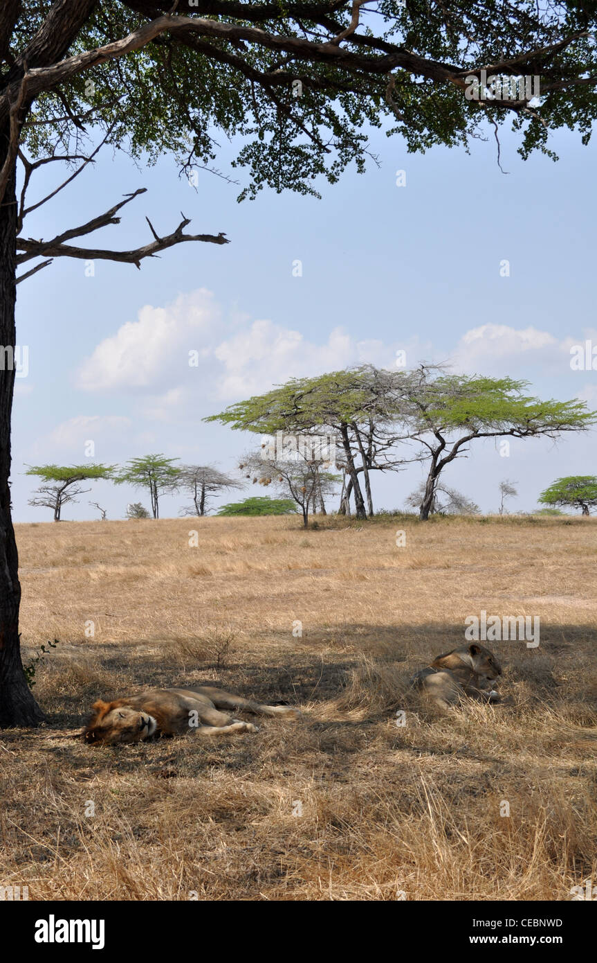 Lion mâle et femelle à l'ombre d'un arbre sur la savane Banque D'Images