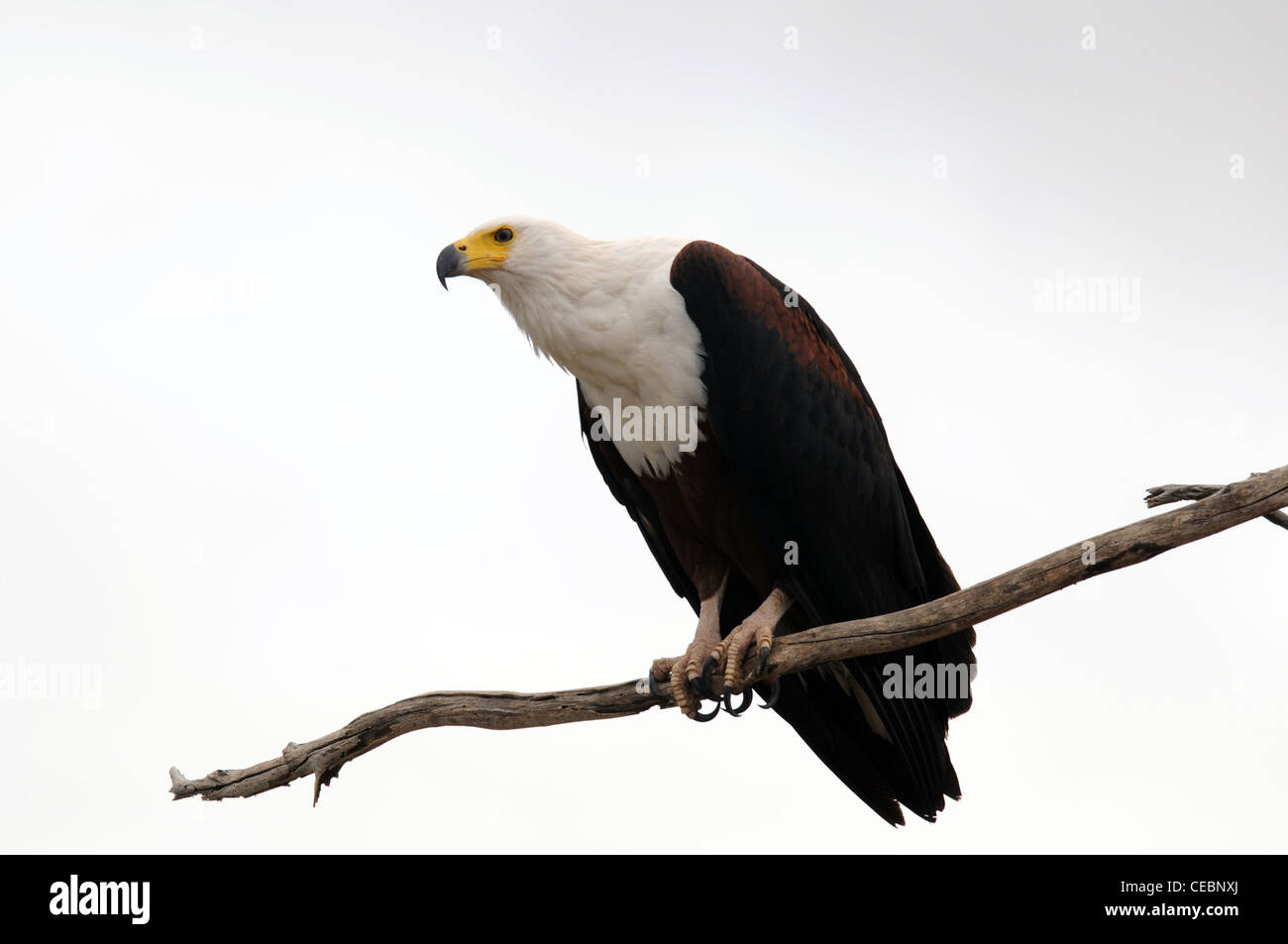 African Fish Eagle assis sur une branche et le scoutisme Banque D'Images