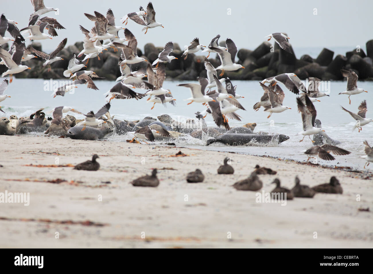 Les goélands, les canards, les phoques gris et les phoques communs sur la plage (Düne) sur l'île de Helgoland, Allemagne Banque D'Images